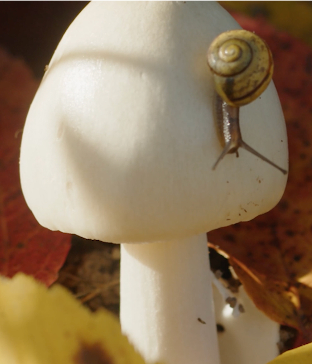 L'agriculture régénératrice<br> sur 1,4 hectares'