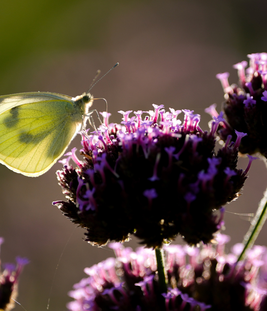 L'aménagement d'un<br>espace mellifère