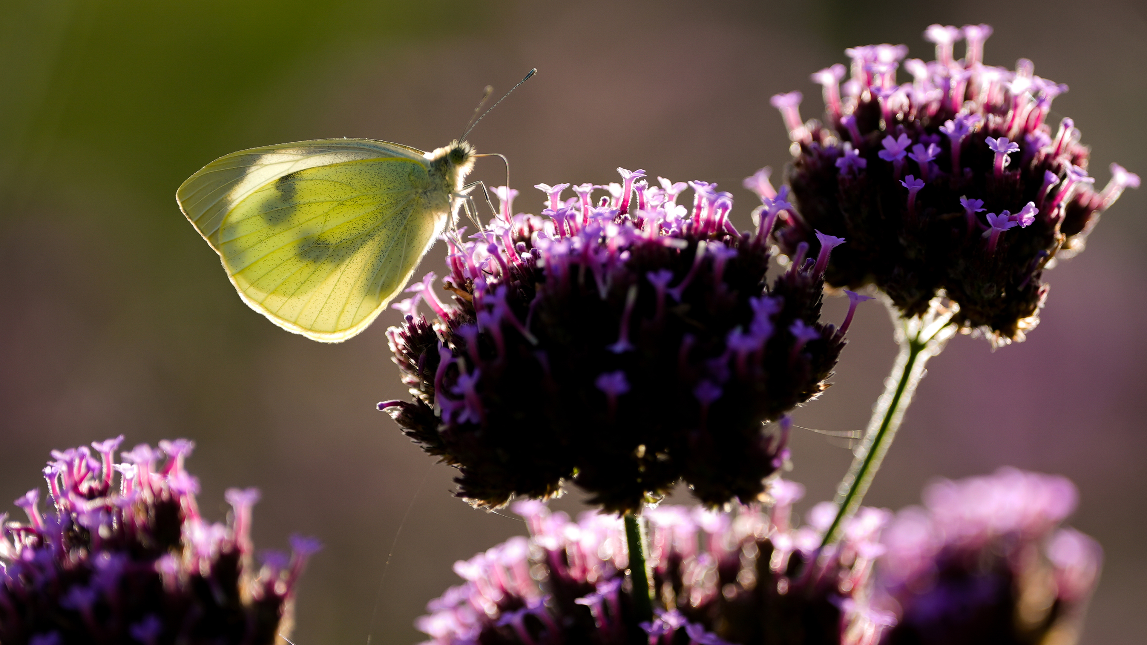 L'alcool issu de l'agriculture biologique