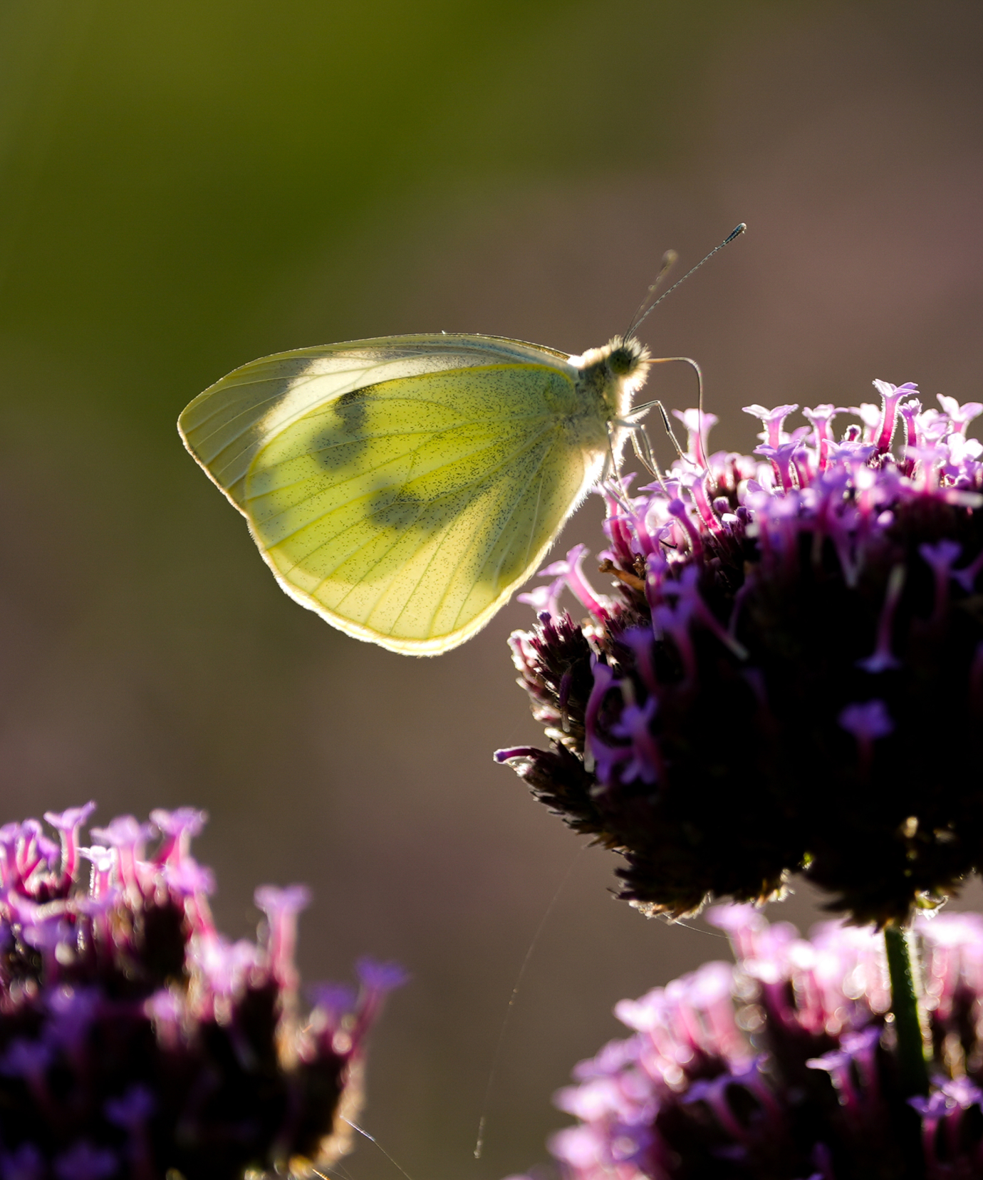 L'alcool issu de l'agriculture biologique